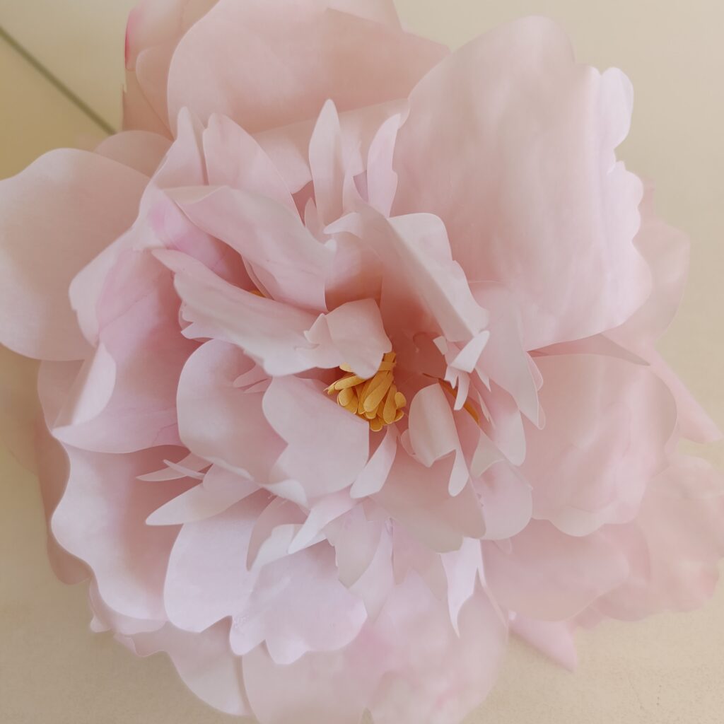 peonia di carta rosa